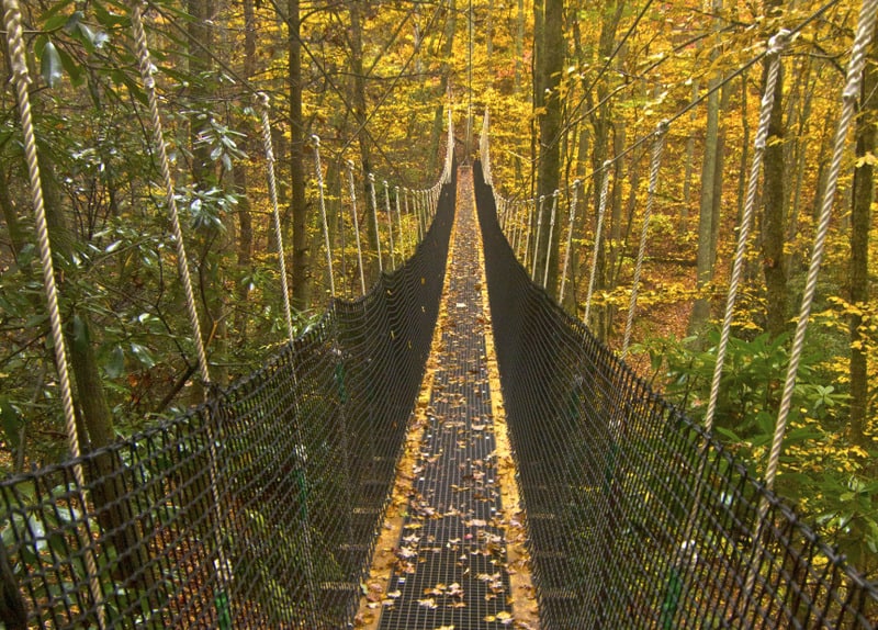 Suspension rope bridge extended through a forest.